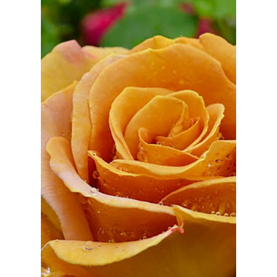 Роза чайно-гибридная Терракота